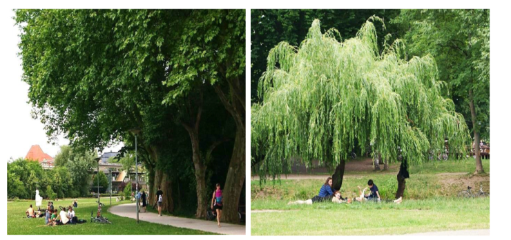 2 Abbildungen nebeneinander, die mehrere Bäume in einem Park zeigen