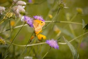 Schmetterling auf einer Blüte